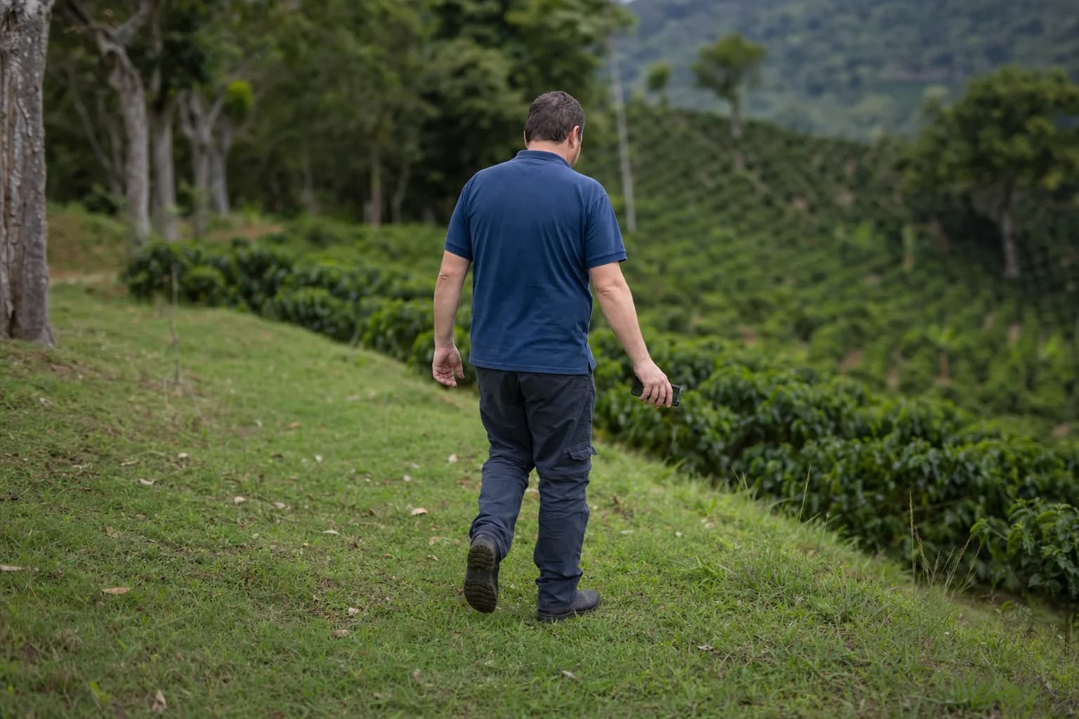 Un technicien longe la bordure d'une petite parcelle de café à flanc de colline, téléphone en main