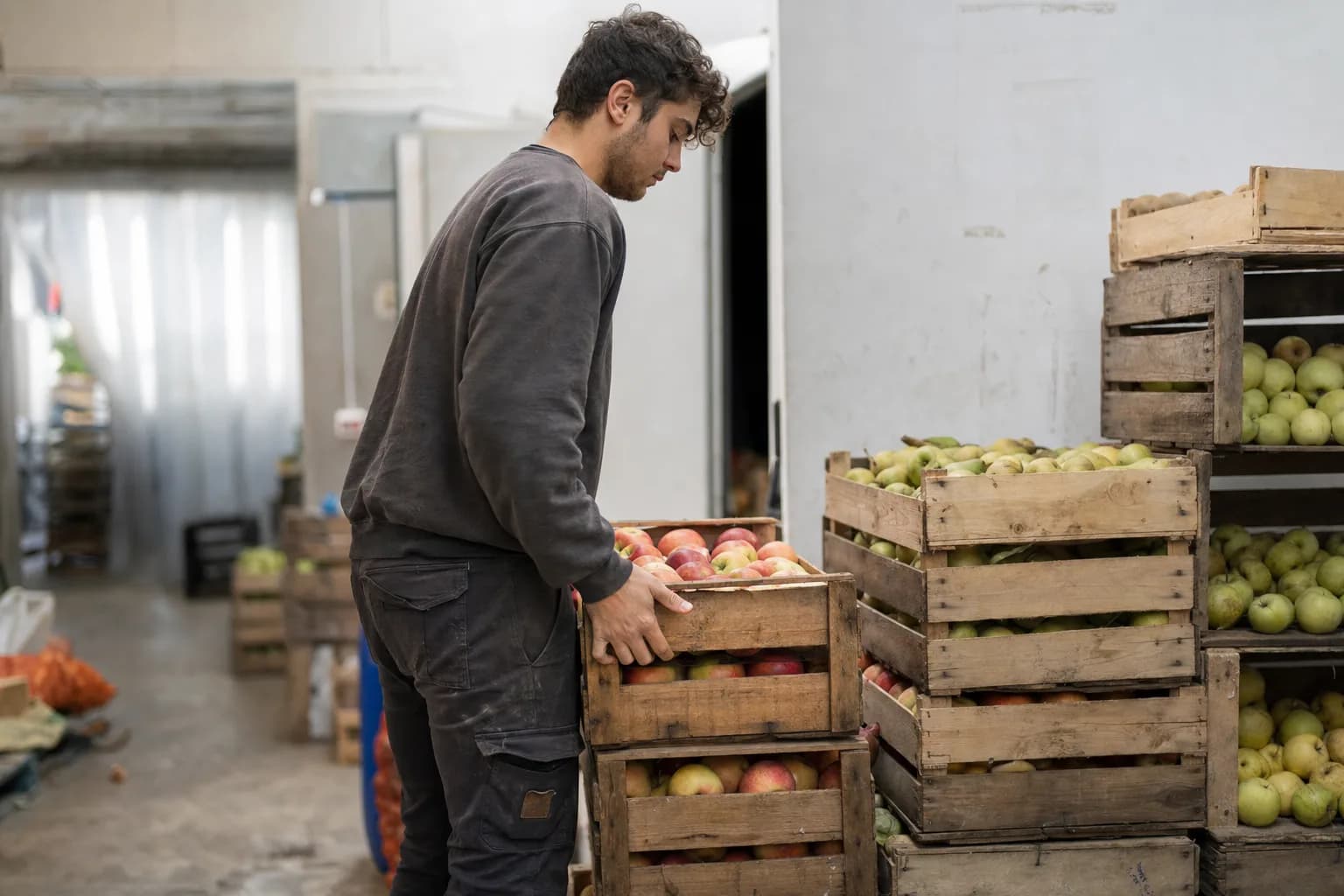 Des cagettes de pommes et de poires en vrac dans l'arrière-boutique d'un primeur, un employé soulevant une cagette